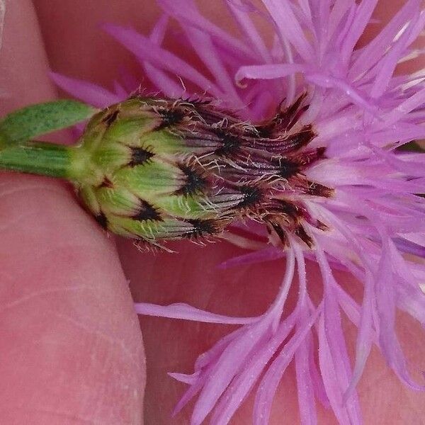 Centaurea stoebe Цвят