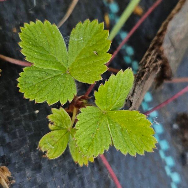 Fragaria vesca Φύλλο