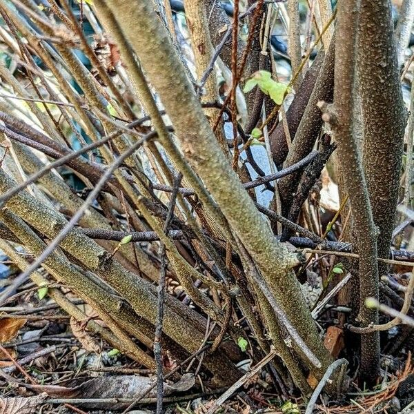 Corylopsis pauciflora Bark