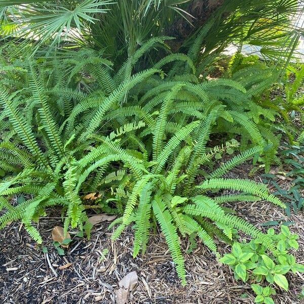 Nephrolepis cordifolia Blad