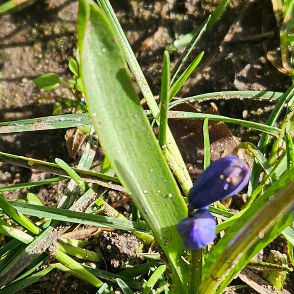 Scilla siberica Folha