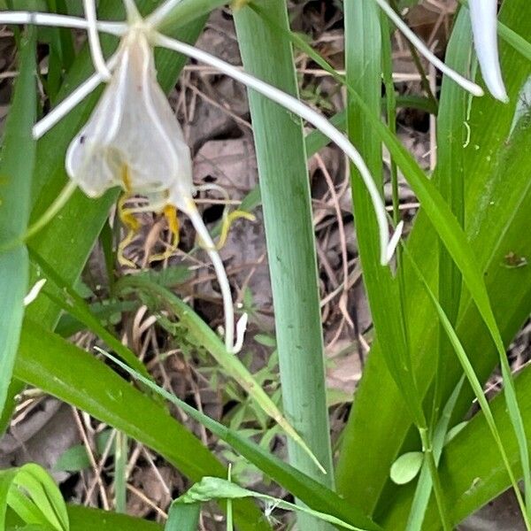 Hymenocallis liriosme 樹皮