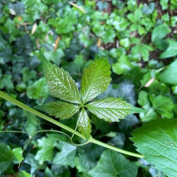 Parthenocissus quinquefolia Hoja