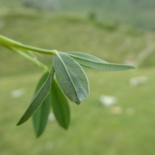 Trifolium alpinum Leht