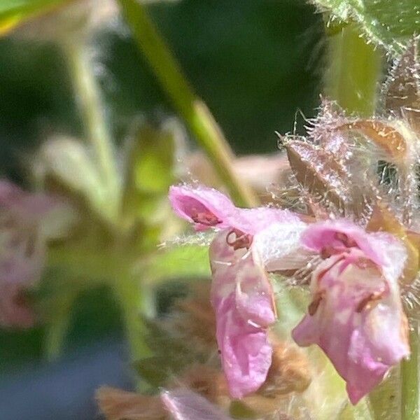 Stachys alpina Flor