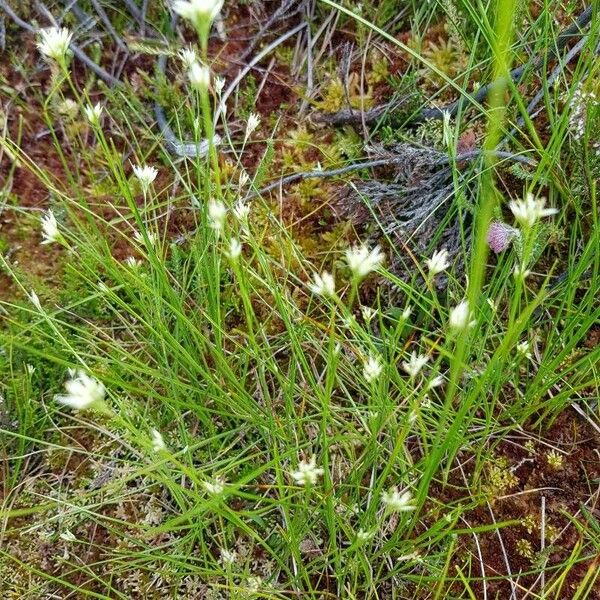 Rhynchospora alba Flower