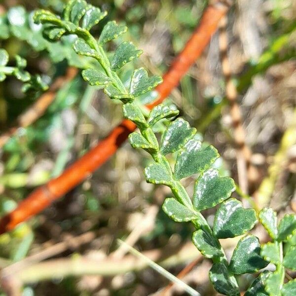 Adesmia boronioides Leaf