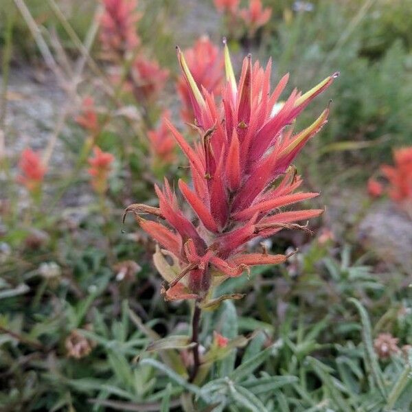 Castilleja parviflora Cvet