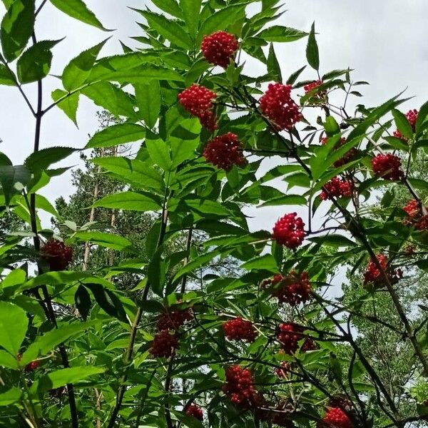 Sambucus racemosa 葉