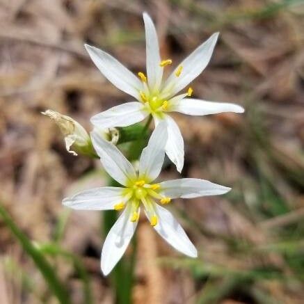 Nothoscordum bivalve Květ