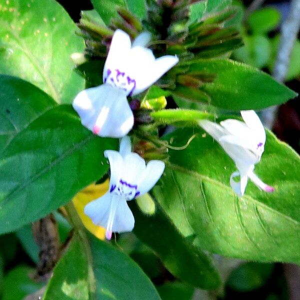 Hypoestes forskaolii 花