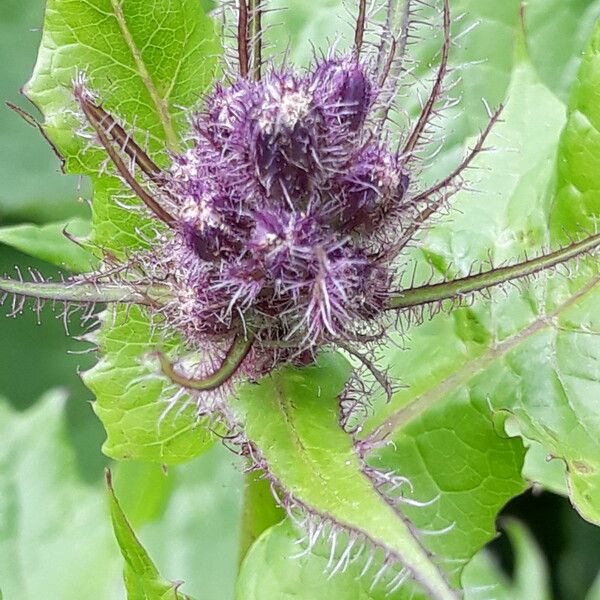 Cicerbita alpina Blomst