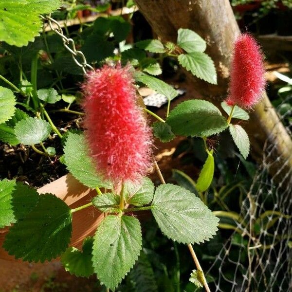 Acalypha chamaedrifolia Flor