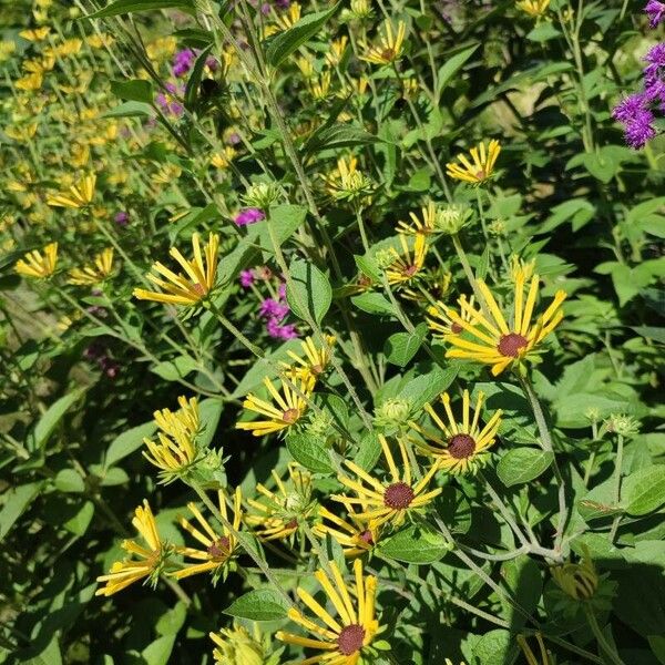 Rudbeckia subtomentosa Лист