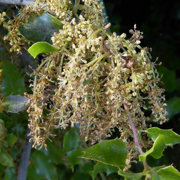 Quercus coccinea Flors