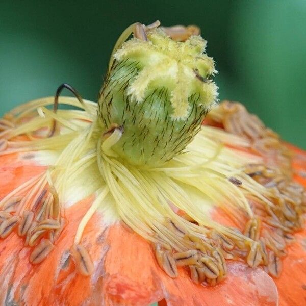 Papaver atlanticum Floro