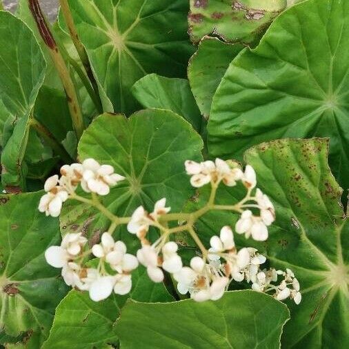 Begonia minor Hábito