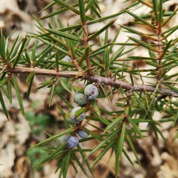 Juniperus communis Плід