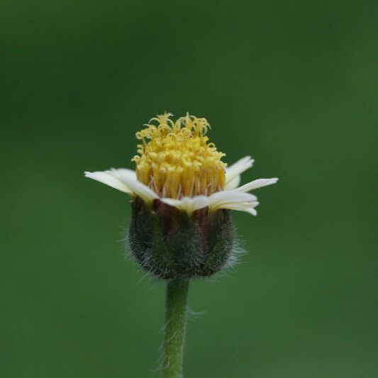 Tridax procumbens Fiore