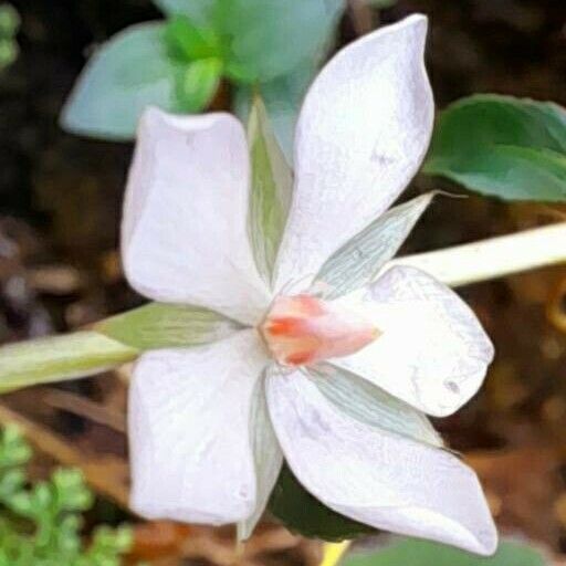 Sauvagesia erecta Blüte