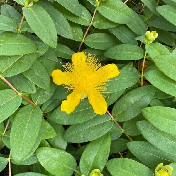 Hypericum calycinum Blomst