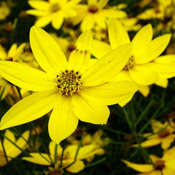 Coreopsis verticillata Λουλούδι