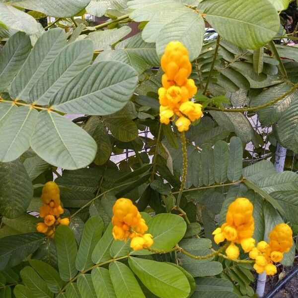 Senna alata Flors