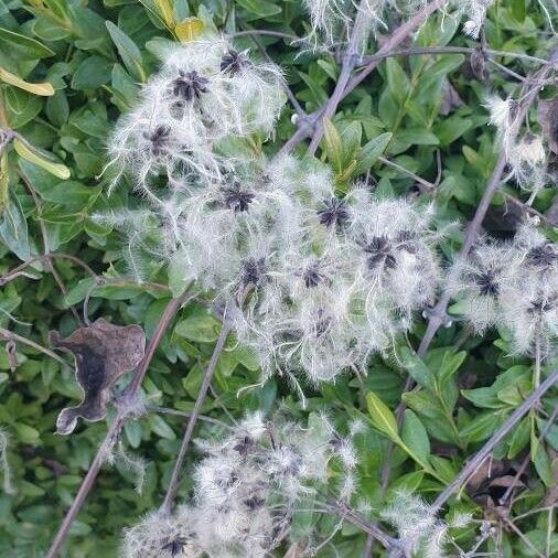 Clematis vitalba Blomst