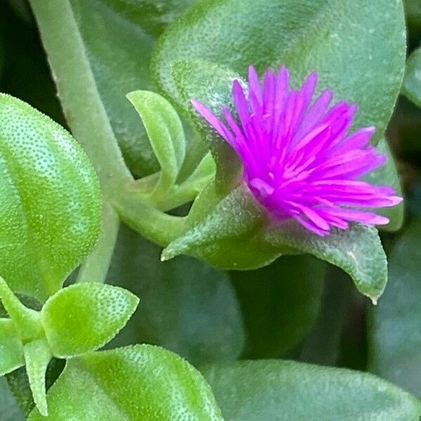 Aptenia cordifolia Žiedas