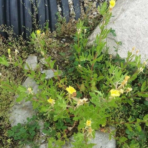 Oenothera laciniata പുഷ്പം