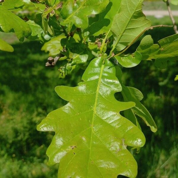 Quercus robur পাতা