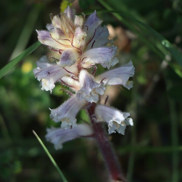 Orobanche picridis Цвят