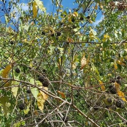 Guazuma ulmifolia Hábitos