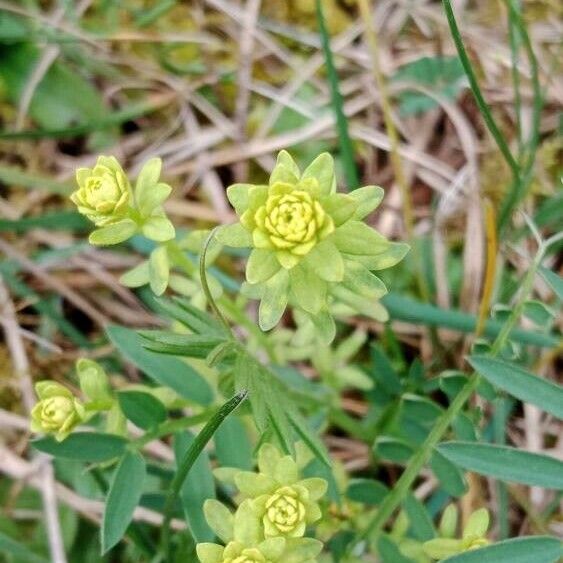 Euphorbia cyparissias Лист