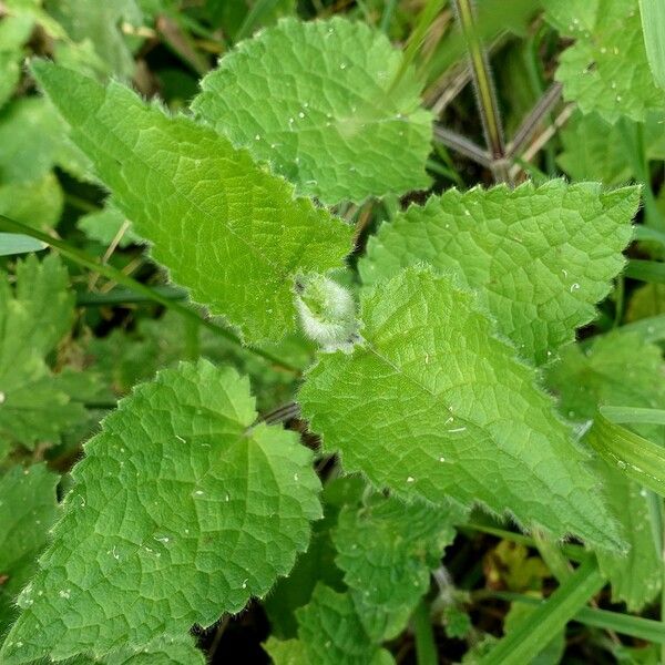 Stachys sylvatica 叶