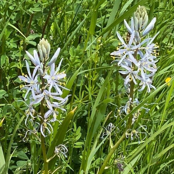 Camassia quamash Flower