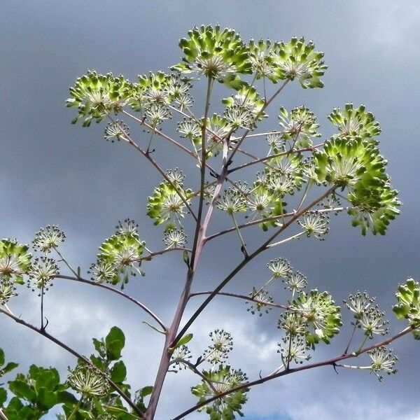 Myodocarpus fraxinifolius Цветок