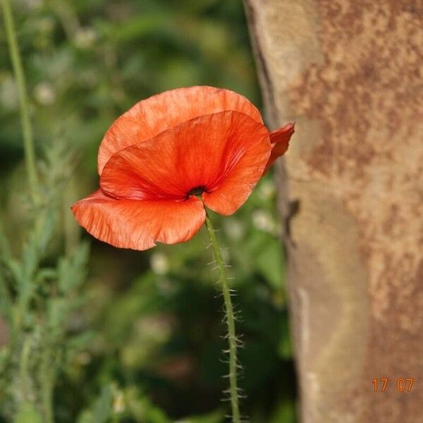 Papaver dubium Flower