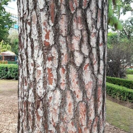 Pinus canariensis Bark