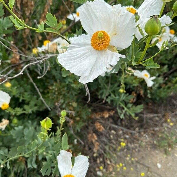 Romneya coulteri ফুল