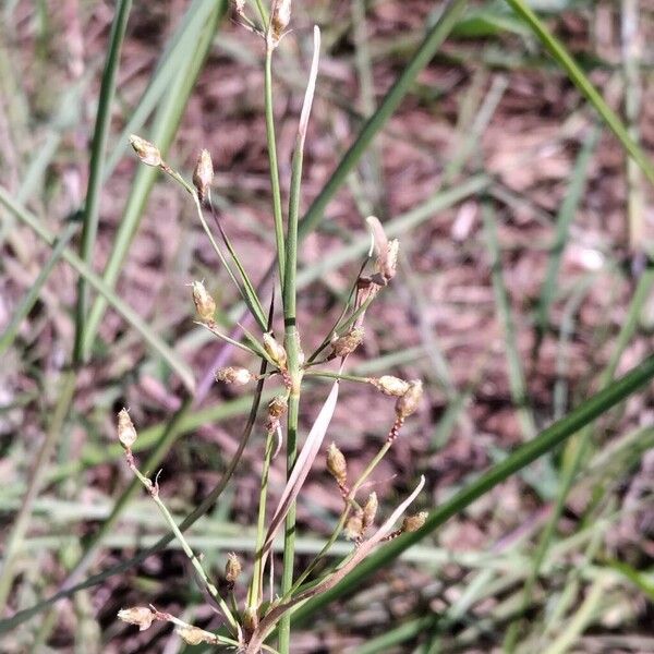 Fimbristylis dichotoma 花