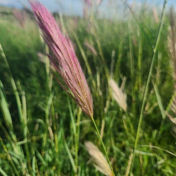 Tetrapogon roxburghiana Flower