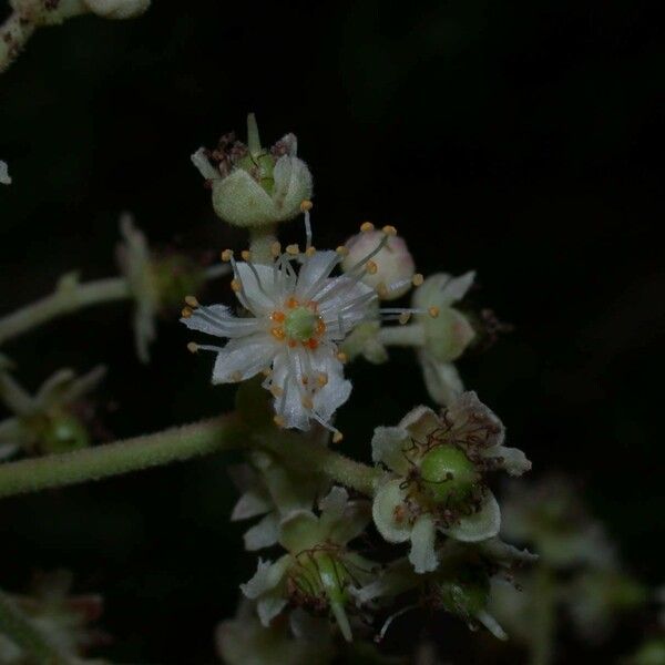 Hasseltia floribunda 花