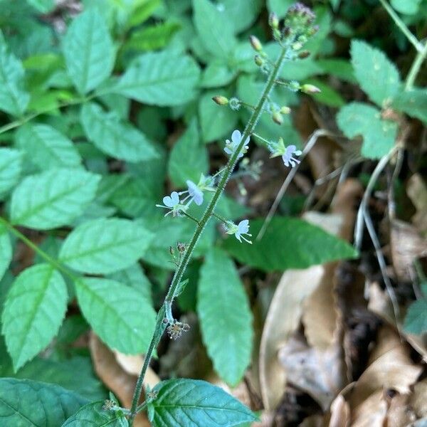 Circaea lutetiana Cvet