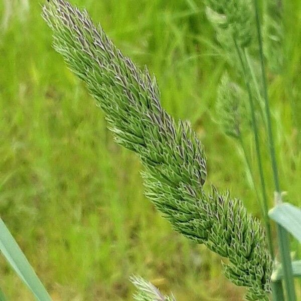 Alopecurus pratensis Flor