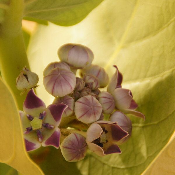 Calotropis procera Flower