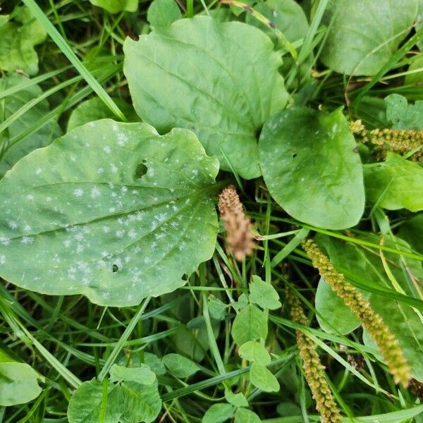 Plantago major Blad