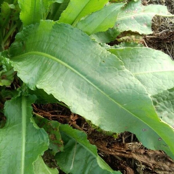 Rumex patientia برگ