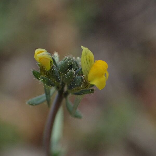 Linaria simplex Цвят