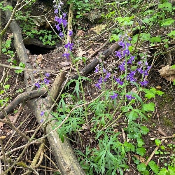 Delphinium tricorne Lorea